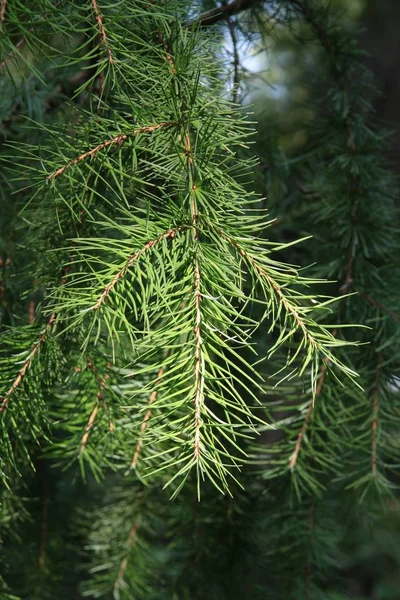 Twijgen Van Larix Gmelini Naaldboom Stockfoto