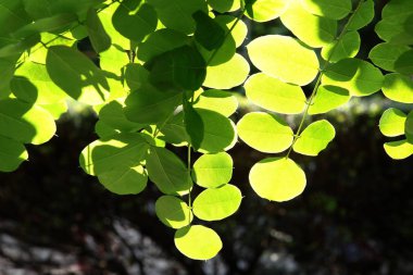 Pembe çiçeklerile Robinia hispida ağacı