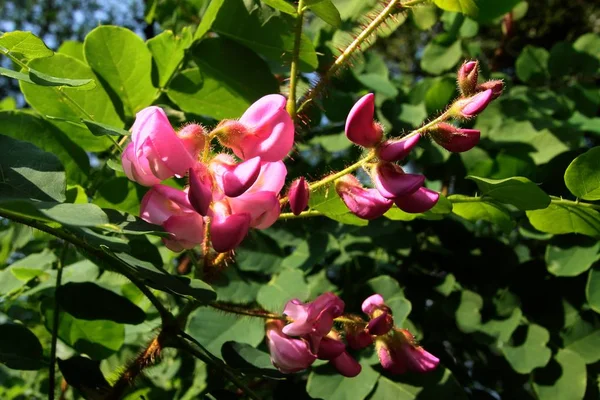 ピンクの花を持つロビニアヒスピダの木 — ストック写真