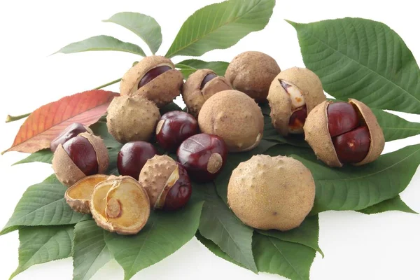 Frutos Marrones Maduros Aesculus Glabra Willd — Foto de Stock