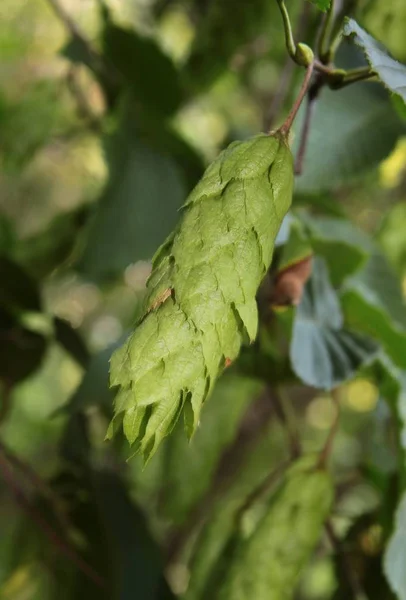 Ramoscello Carpino Con Foglie Semi — Foto Stock