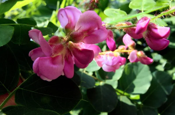 Robinia Hispida Drzewo Różowymi Kwiatami — Zdjęcie stockowe