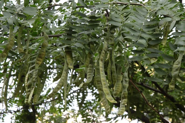 Gleditsia Sinensis Árvore Com Sementes — Fotografia de Stock