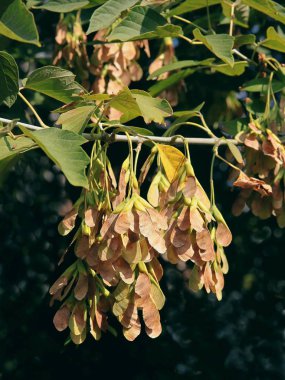 Acer Negundo ağacının tohumları