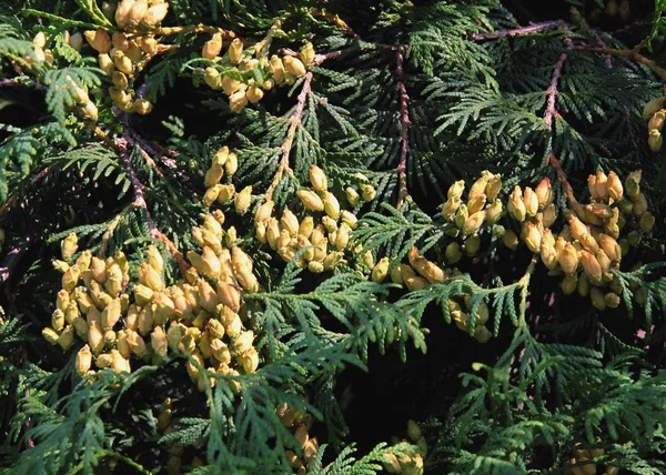 Thuja Árvore Conífera Com Sementes — Fotografia de Stock