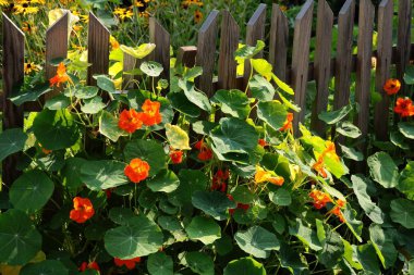 bir bahçede nasturtium bitki turuncu çiçekler