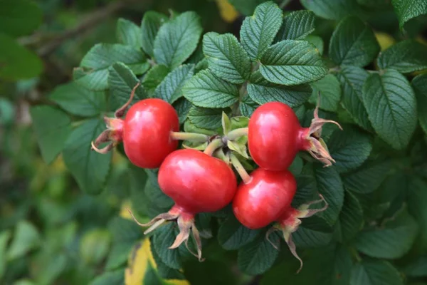 Czerwone Dojrzałe Owoce Rosa Canina Bush — Zdjęcie stockowe