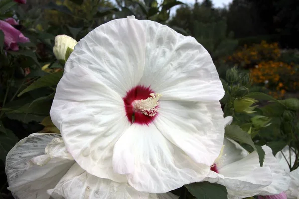 White Red Flower Hibiscus Plant Close — Stock Photo, Image