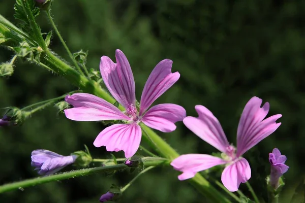 Malva Yakın Lila Çiçekleri — Stok fotoğraf