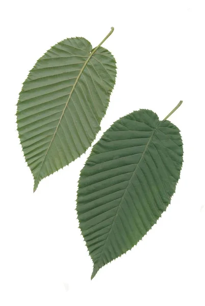 Hojas Frutos Del Árbol Carpinus Cordata — Foto de Stock