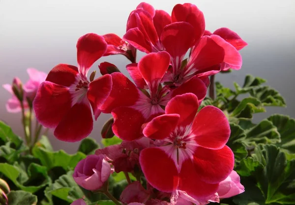 Vakre Blomster Potteplante Geranium – stockfoto