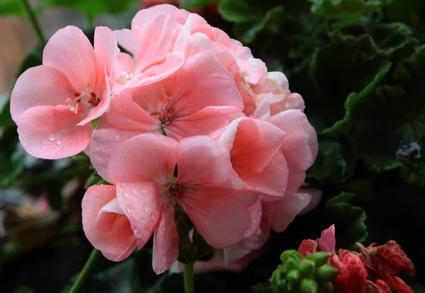 Flores Bonitas Planta Potted Gerânio — Fotografia de Stock