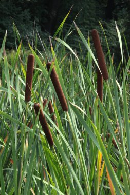 su florası - tifa latifolia ve phragmites communis