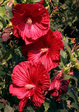 ebegümeci bitkinin güzel çiçek yakın