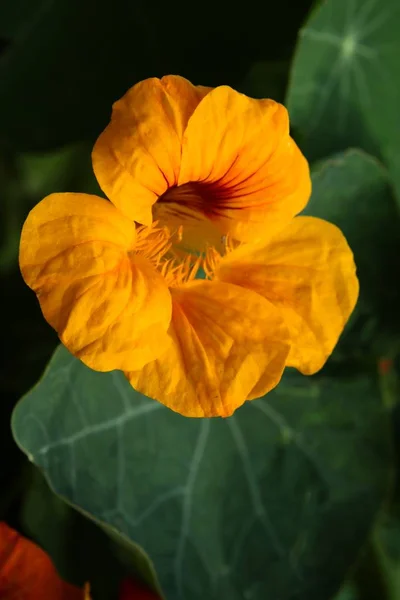 Bir Bahçede Nasturtium Bitki Turuncu Çiçekler — Stok fotoğraf