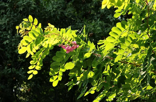 Robinia Hispida Tree Pink Flowers — Stock Photo, Image