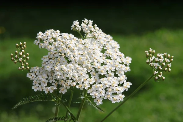 Białe Kwiaty Ziela Krwawnika Bliska — Zdjęcie stockowe