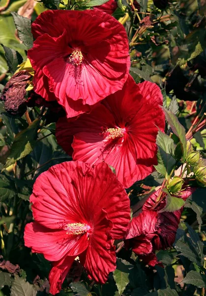 Hübsche Blüte Der Hibiskuspflanze Aus Nächster Nähe — Stockfoto