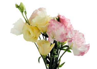 eustoma bitkinin güzel, çok renkli çiçekler yakın