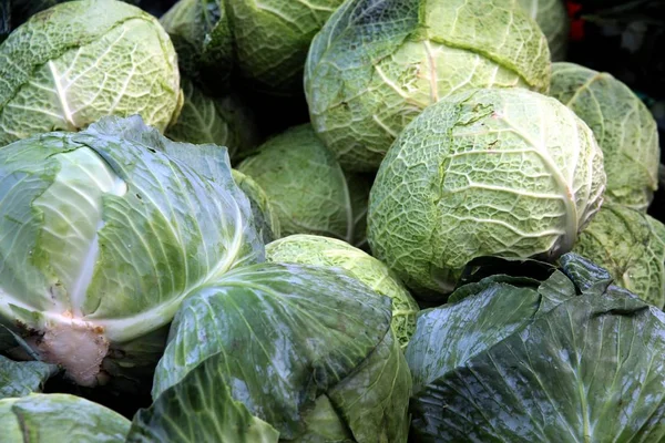 Green Early Cabbage Vegetable Close — Stock Photo, Image