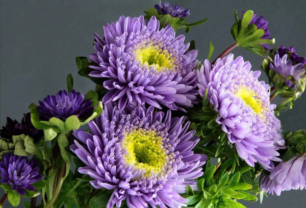 Multicolor Asters Flores Cerca — Foto de Stock