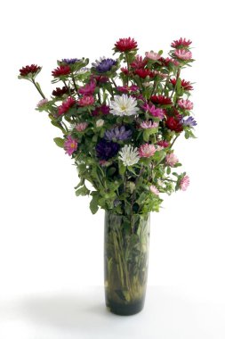 çok renkli asters çiçekler yakın