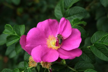rosa canina ve arı mor çiçek