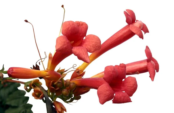 ミリンガボル登山植物の赤い花クローズアップ — ストック写真