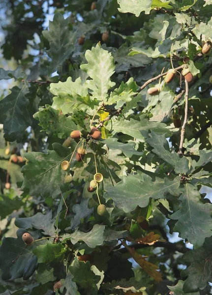 Glands Chênes Été — Photo