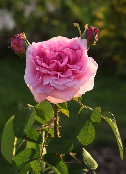 漂亮的粉红玫瑰靠近了 — 图库照片
