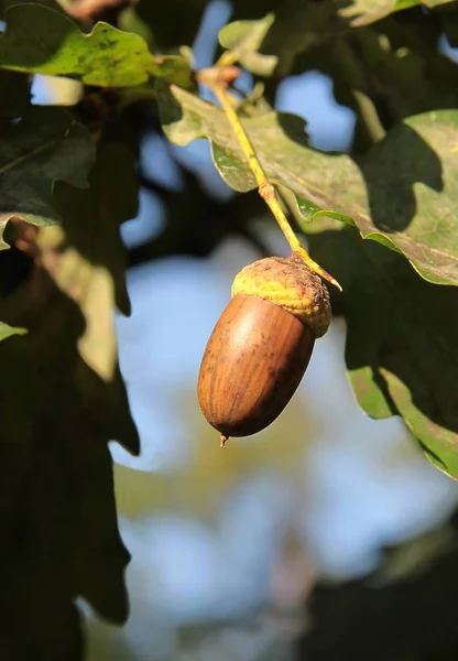 acorns and oak tree in summer