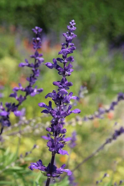 Salvia Erva Com Flores Lila — Fotografia de Stock