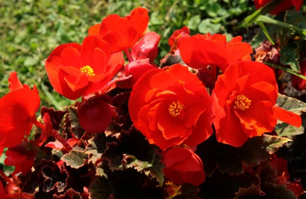 Κόκκινα Άνθη Της Μπεκόνι Φυτό Κοντά — Φωτογραφία Αρχείου