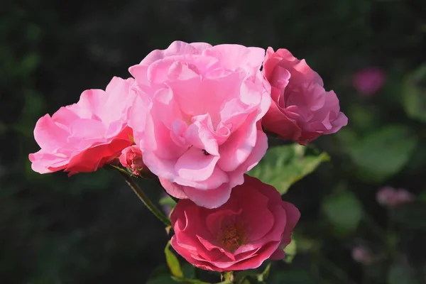 Bastante Ppink Rosas Cerca — Foto de Stock