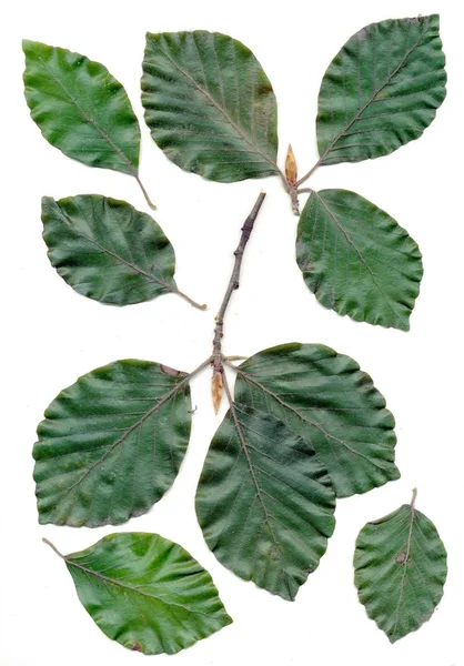 Seeds Leaves Beech Tree — Stock Photo, Image