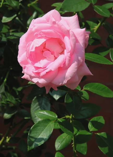 Rosa Rosa Bonita Cerca — Foto de Stock