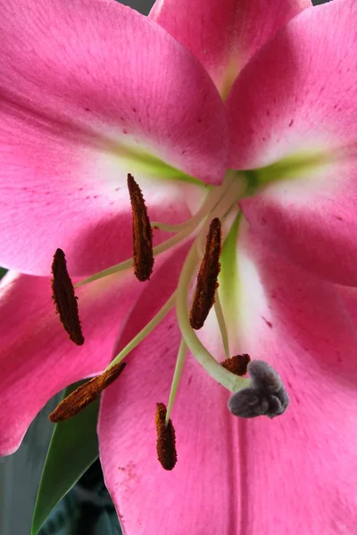 Różowy Lilia Brązowym Pyłkiem Zbliżenie — Zdjęcie stockowe