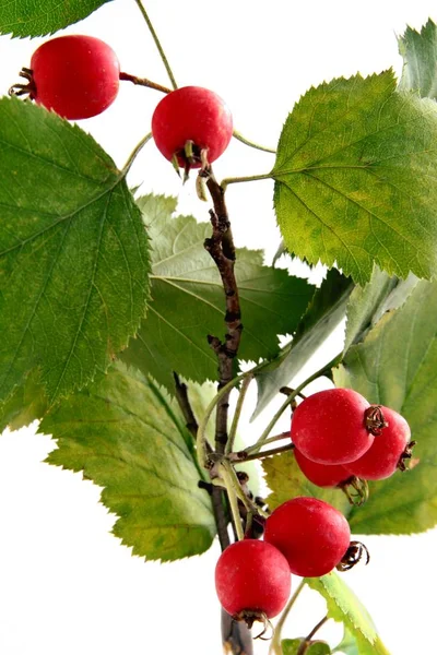 Red Ripe Berries Sorbus Mougeota Bush Close — Stock Photo, Image