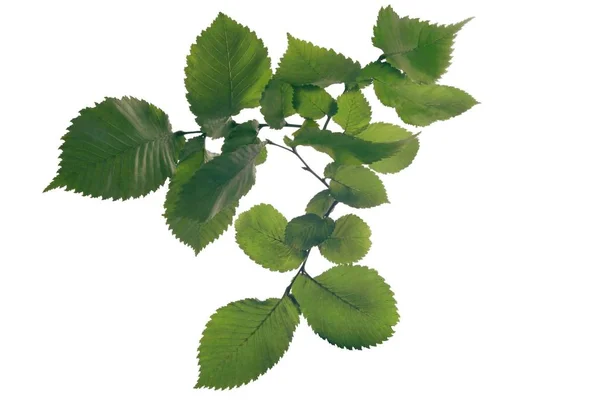 Zelené Listy Habr Stromu Blízko — Stock fotografie
