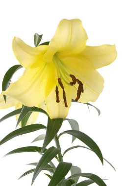 lily, sarı çiçek yakın çekim