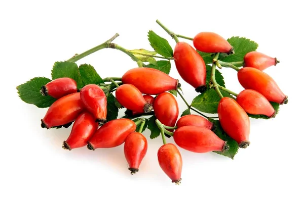 Vermelho Frutos Maduros Arbusto Rosa Selvagem — Fotografia de Stock