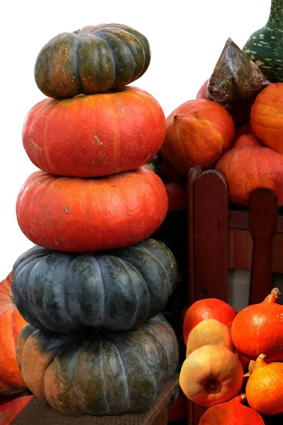 Multicolor Tasty Pumpkins Wholesome Vegetable — Stock Photo, Image