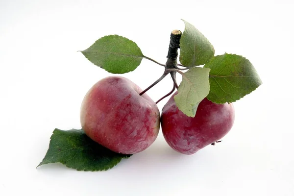 Owoce Dojrzałe Unedible Drzewa Jabłoń — Zdjęcie stockowe
