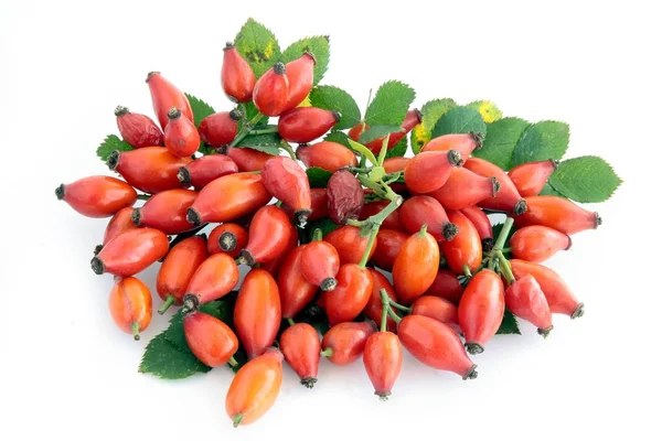 Frutos Rojos Maduros Rosal Silvestre — Foto de Stock