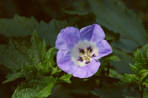 Lila Kwiat Scopolia Carniolica Roślin — Zdjęcie stockowe