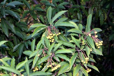 Stranvaesia Davidiana ağacı kümeleri meyve ile