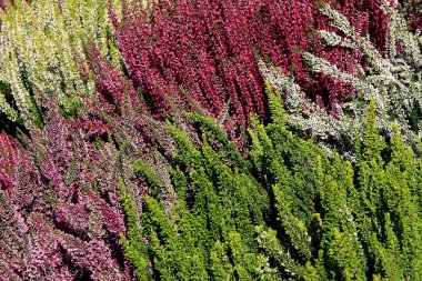 Calluna vulgaris bitkilerin çok renkli çiçekler yakın