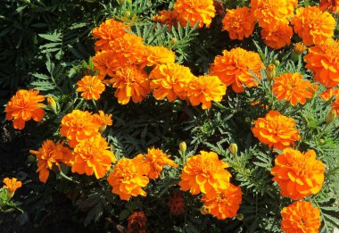 portakal çiçekleri Tagetes Patula