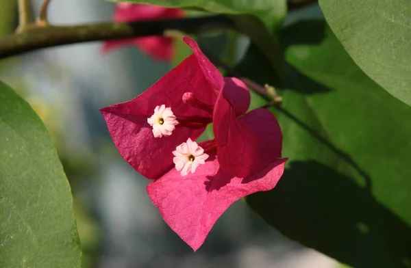 Flores Púrpuras Buganvillas Glabra Planta Choisy —  Fotos de Stock