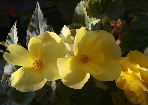 Flores Amarelas Begônia Vaso Planta Perto — Fotografia de Stock